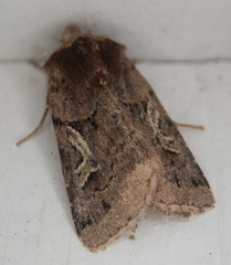 Cerastis enigmatica