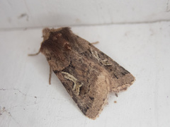 Cerastis enigmatica