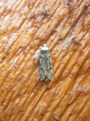 Endrosis sarcitrella