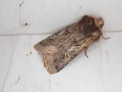 Cerastis enigmatica