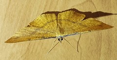 Eumelea rosalia