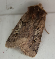 Cerastis enigmatica