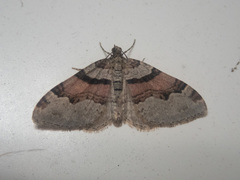 Xanthorhoe labradorensis