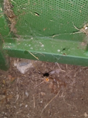 Latrodectus geometricus