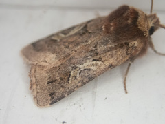 Cerastis enigmatica