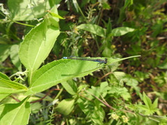 Paracercion calamorum