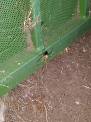 Latrodectus geometricus