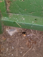 Latrodectus geometricus