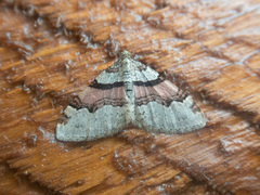 Xanthorhoe labradorensis