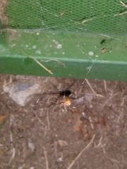 Latrodectus geometricus