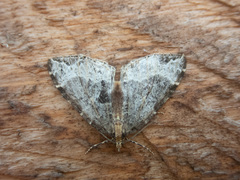 Ecliptopera silaceata