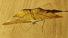 Eumelea rosalia