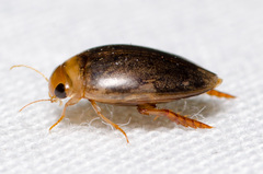 Laccophilus proximus