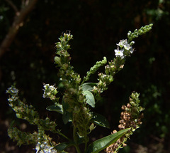 Veronica anagallis-aquatica lysimachioides