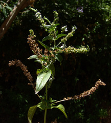 Veronica anagallis-aquatica lysimachioides