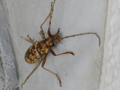 Pseudaeolesthes chrysothrix