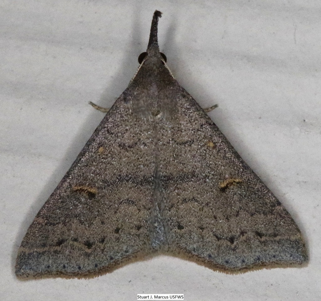 Speckled Renia Moth