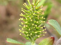 Salix pseudomyrsinites