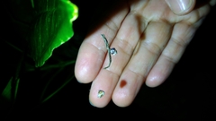 Miagrammopes orientalis