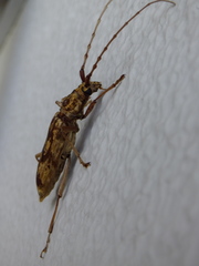 Pseudaeolesthes chrysothrix