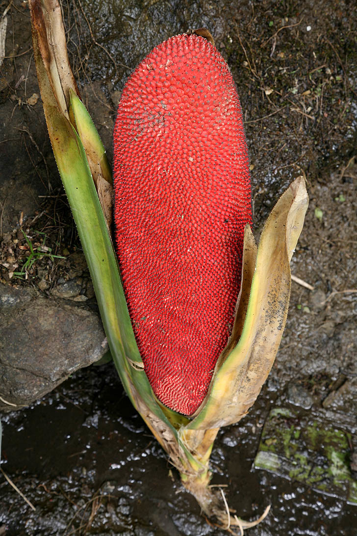 Pandanus conoideus