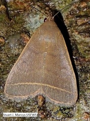 Simplicia cornicalis