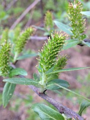 Salix pseudomyrsinites