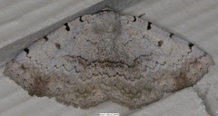 Spiloloma lunilinea