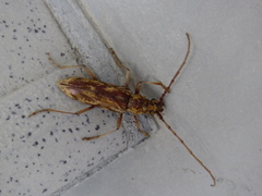 Pseudaeolesthes chrysothrix