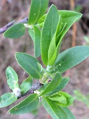 Salix pseudomyrsinites