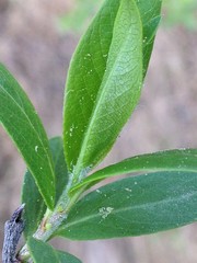 Salix pseudomyrsinites