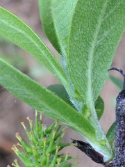 Salix pseudomyrsinites