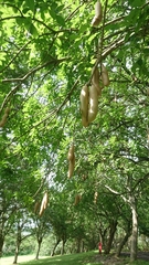 Kigelia africana africana