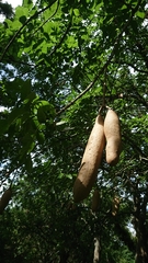 Kigelia africana africana