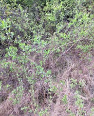 Salix pseudomyrsinites