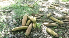 Kigelia africana africana
