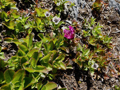 Rhododendron camtschaticum