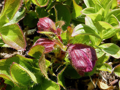 Rhododendron camtschaticum