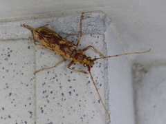 Pseudaeolesthes chrysothrix