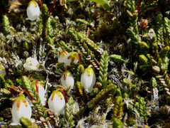 Cassiope lycopodioides