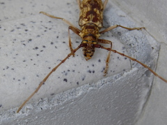 Pseudaeolesthes chrysothrix