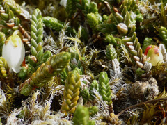 Cassiope lycopodioides