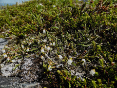 Cassiope lycopodioides