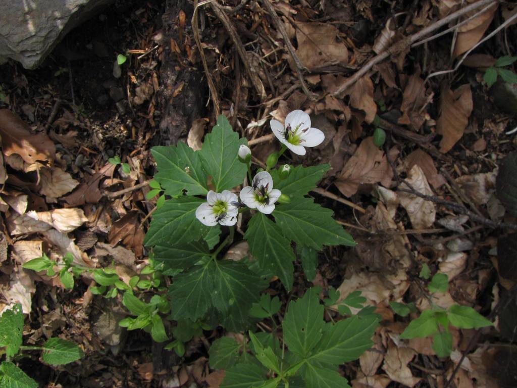Cardamine waldsteinii