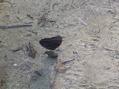 Morpho helenor narcissus