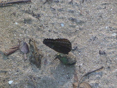 Morpho helenor narcissus