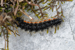 Eilema lurideola