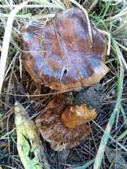 Tricholoma albobrunneum