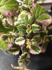 Coleus forsteri