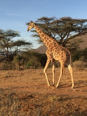 Giraffa camelopardalis reticulata